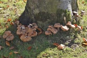 Honey fungus