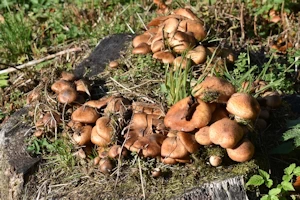 Honey fungus