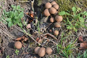 Stump puffball