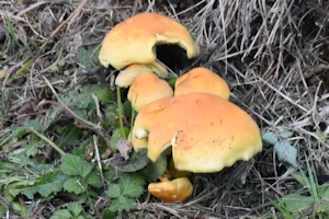 Sulphur tuft