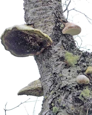Hoof fungus