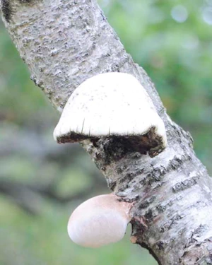 Hoof fungus