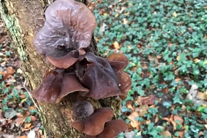 Jelly ear