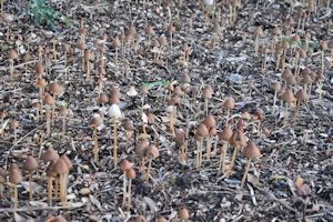 Liberty caps