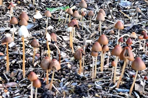 Liberty caps