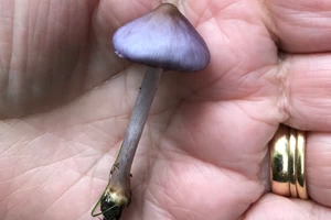 Lilac fibrecap