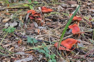 Red lead roundheads