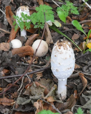 Shaggy inkcap