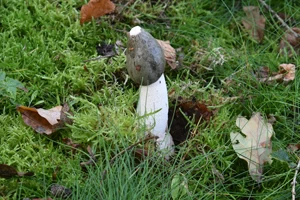 Stinkhorn
