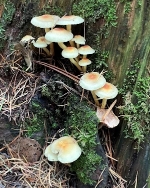 Sulphur tuft