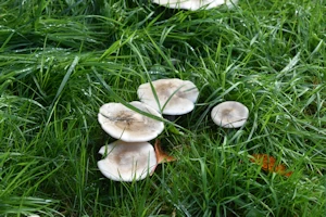 Field mushroom