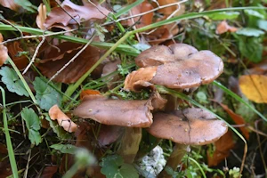 Honey fungus