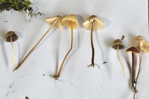 Mycena fungi
