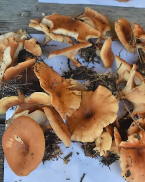 Paralepista flaccida