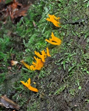 Yellow stagshorn fungus
