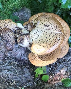 Dryad's saddle