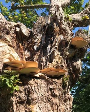 Dryad's saddle