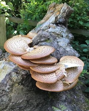Dryad's saddle