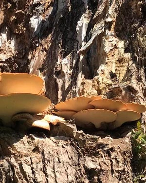 Dryad's saddle