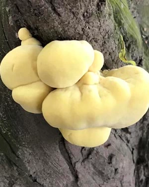 laetiporous sulphureus