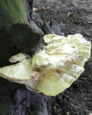 laetiporous sulphureus