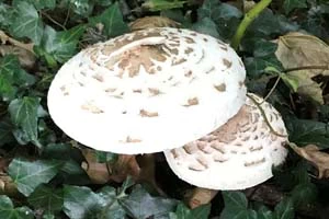 Parasol mushrooms