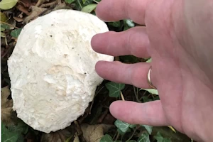 Giant puffball