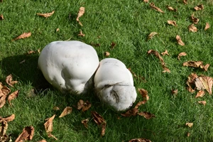 Giant puffball