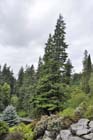 Western Hemlock, Cragside