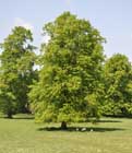 Lime avenue
