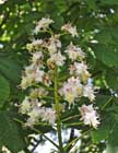 Horse chestnut flower