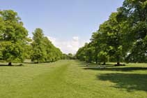 Lime avenue