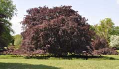 Purple beech