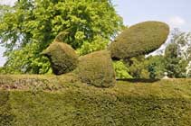 Yew topiary Kiplin Hall