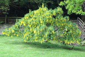 Laburnum in flower