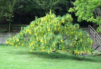 Laburnum