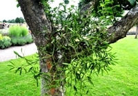 Mistletoe at Baddesley Clinton