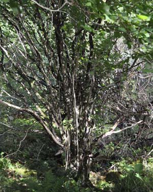 Alder tree