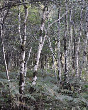 Birch coppice