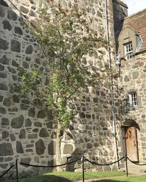Duart Castle rowan