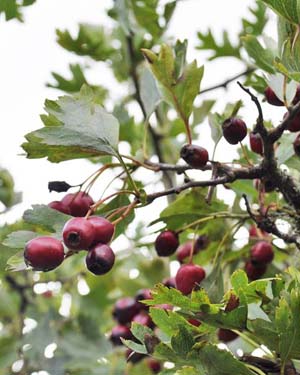 Hawthorn berries