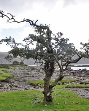 Hawthorn