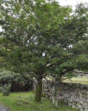hawthorn