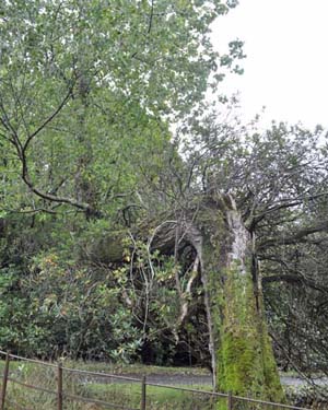 bent lime tree