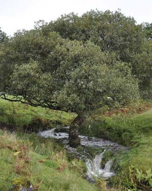 Mid stream tree