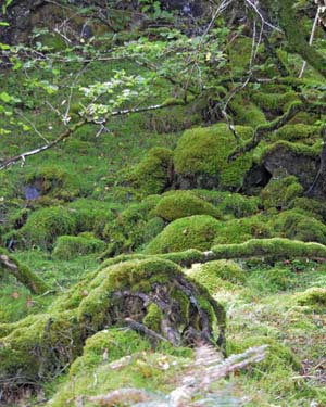 Moss undercarpet