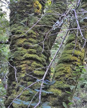 Moss