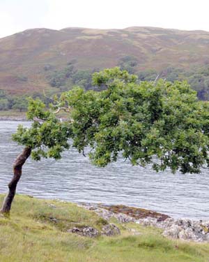 Wind-shaped oak tree