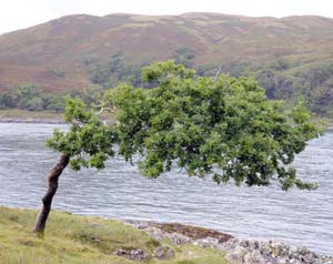 Coastal oak tree