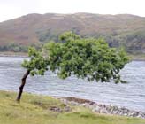 Oak blown by the winds